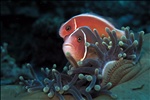 Pink anemonefish - Amphiprion perideraion